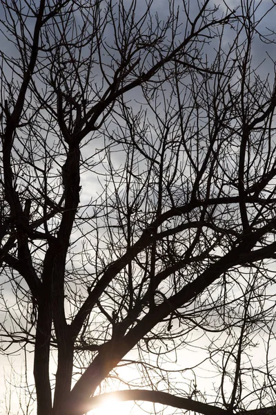 Kala grenarna på ett träd i sol gryningen — Stockfoto
