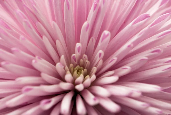 Flor rosa como fondo — Foto de Stock
