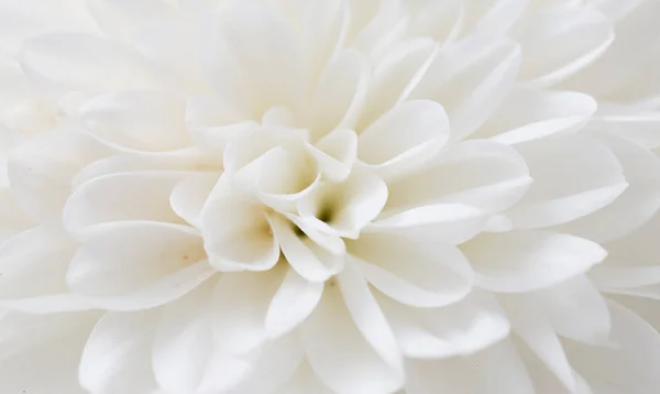 White flower as background — Stock Photo, Image