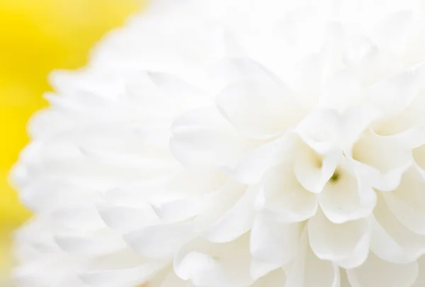 Flor branca como fundo — Fotografia de Stock