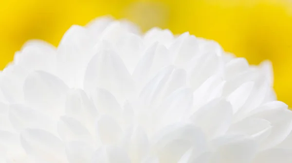 Fehér virág, mint háttér — Stock Fotó