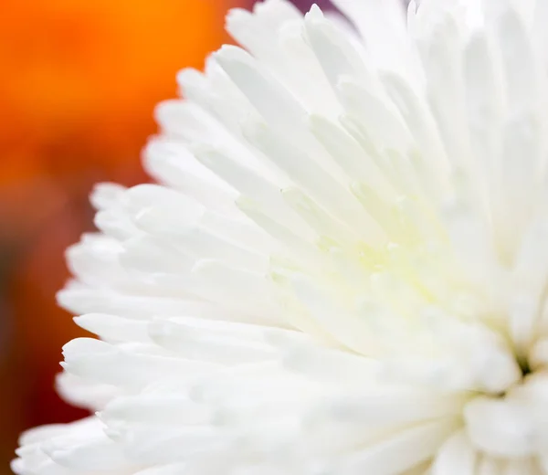 Fleur blanche comme fond — Photo
