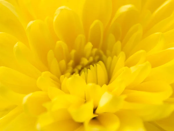 Flor amarela como fundo — Fotografia de Stock