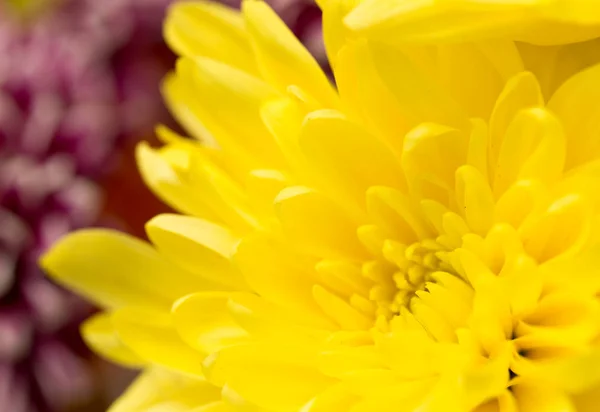 Fiore giallo come sfondo — Foto Stock