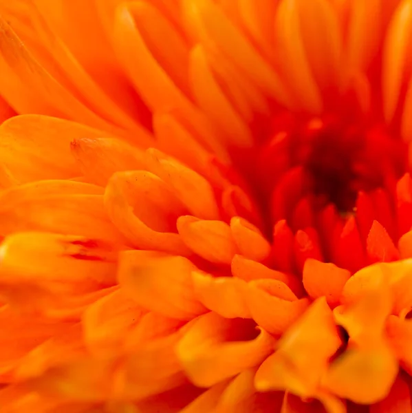 Orange blomma som bakgrund — Stockfoto