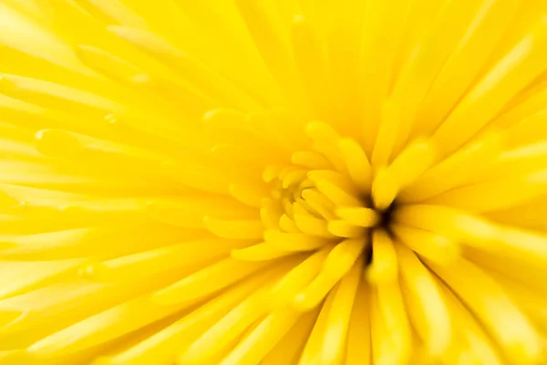 Sárga virág, mint a háttér — Stock Fotó