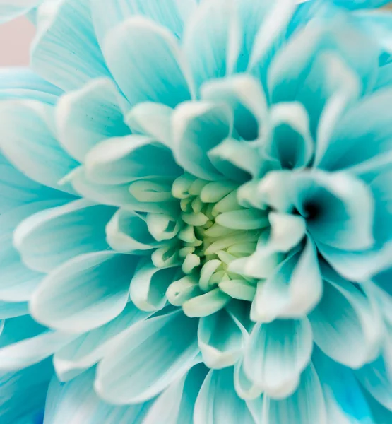Синий цветок в качестве фона — стоковое фото