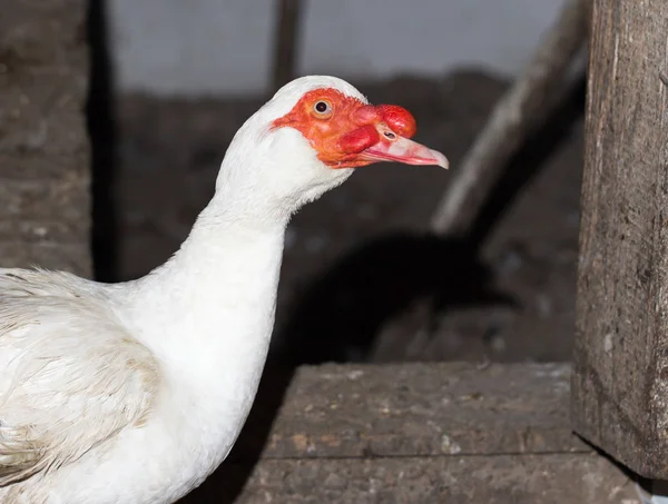 Goose on the farm — Stock Photo, Image