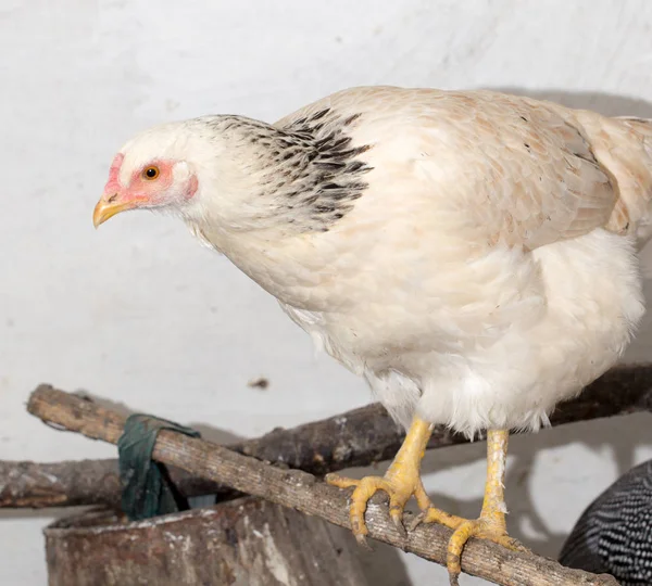 Ritratto di un allevamento di polli — Foto Stock