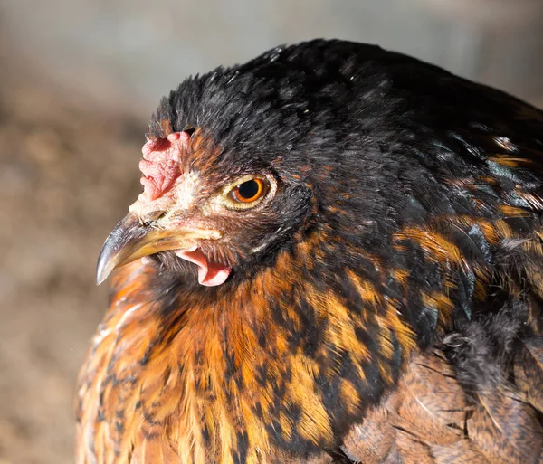 Portret van een kippenboerderij — Stockfoto