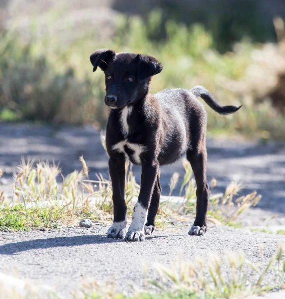 Black dog on the road — Stock Photo, Image