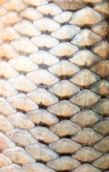 Escamas de pescado como fondo — Foto de Stock