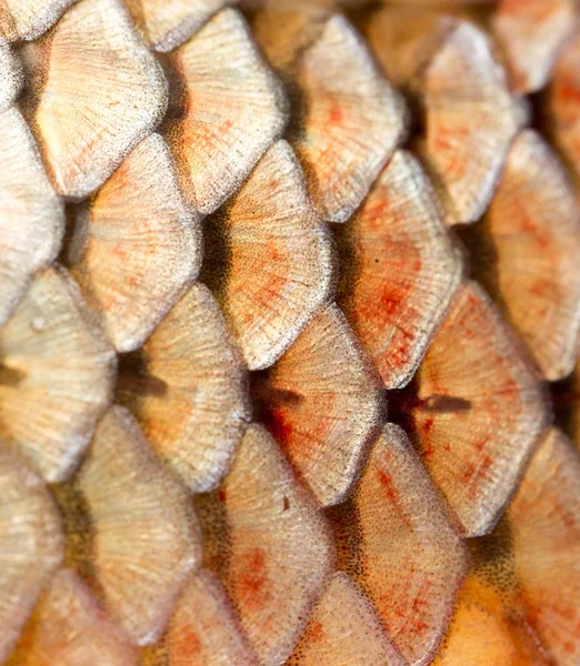 Scales of fish as background — Stock Photo, Image