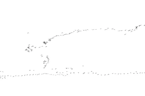 Σμήνος πτηνών σε λευκό φόντο — Φωτογραφία Αρχείου