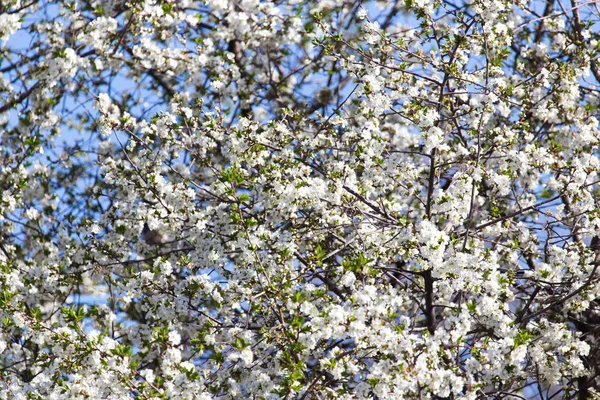 Hermosas flores en el árbol en la naturaleza — Foto de Stock