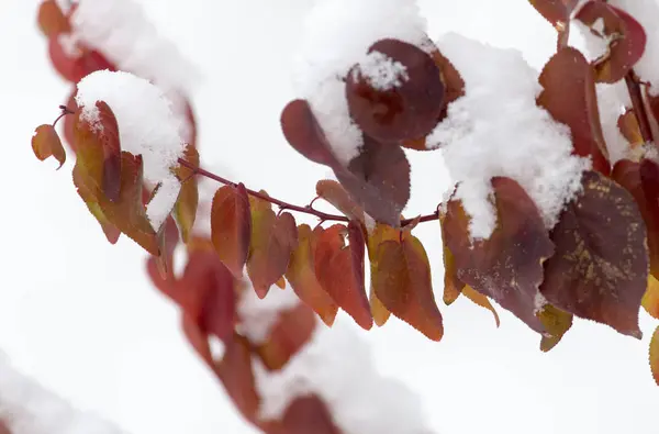 Leaves in the snow in the winter — Stock Photo, Image