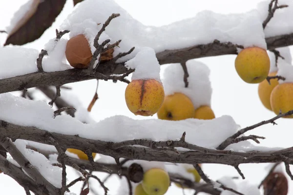 Gula äpplen i snön på vintern — Stockfoto