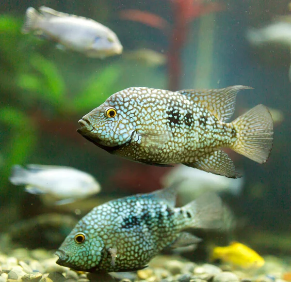 Beaux poissons dans l'aquarium — Photo