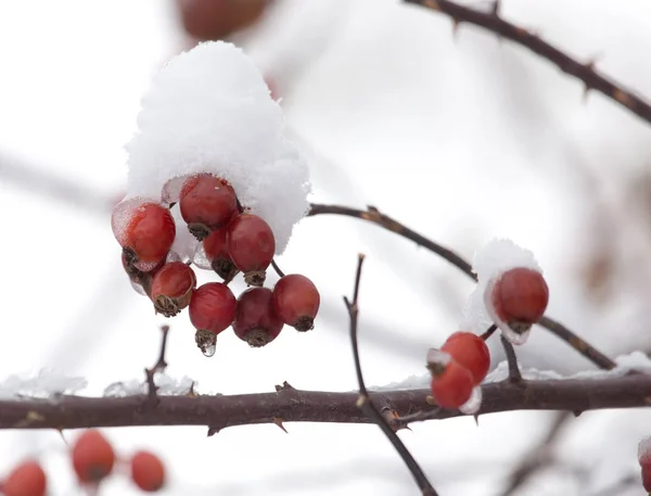 Nypon i snön på vintern — Stockfoto