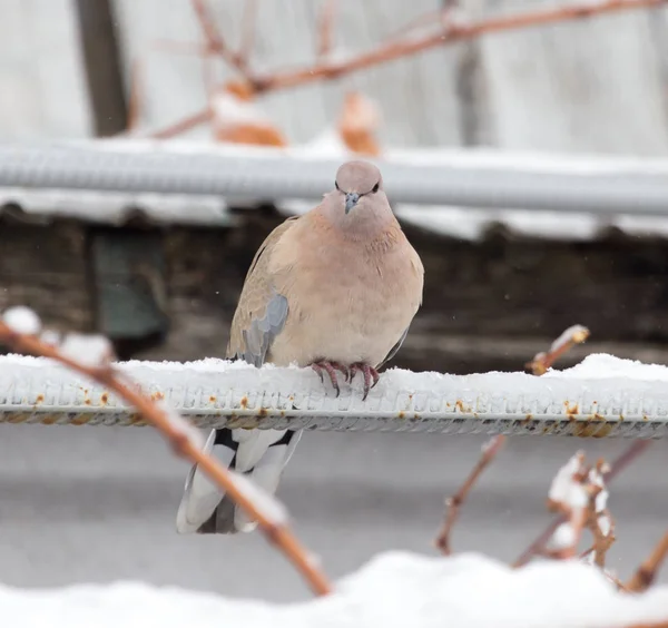 Pomba na natureza no inverno — Fotografia de Stock