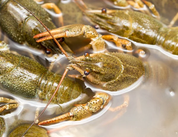 Crayfish hidup di dalam air sebagai latar belakang — Stok Foto