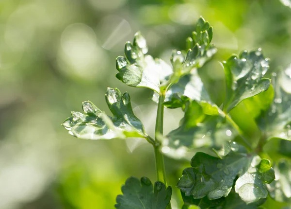 Water droplets on the leaves of parsley — Stock Photo, Image