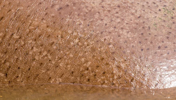 Hippopotamus leather as a background — Stock Photo, Image