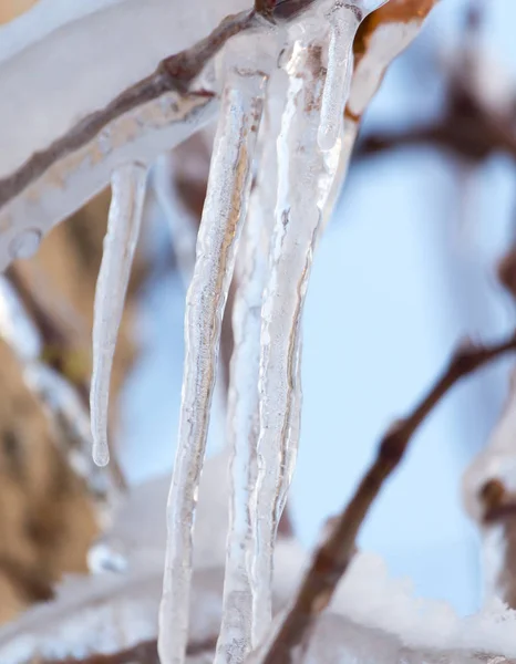 Istappar på vintern natur — Stockfoto
