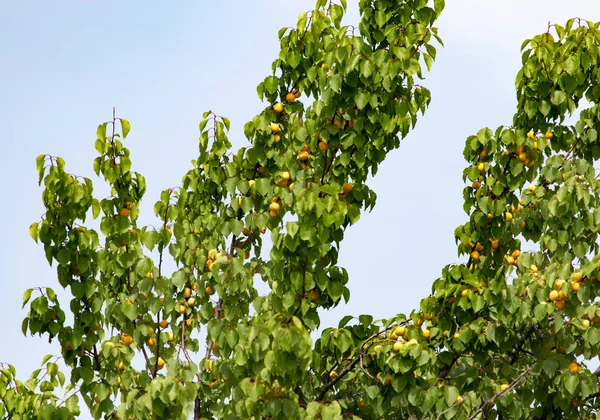 Спелый желтый абрикос на дереве — стоковое фото