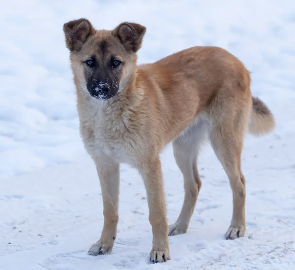 Cane nella neve in inverno — Foto Stock