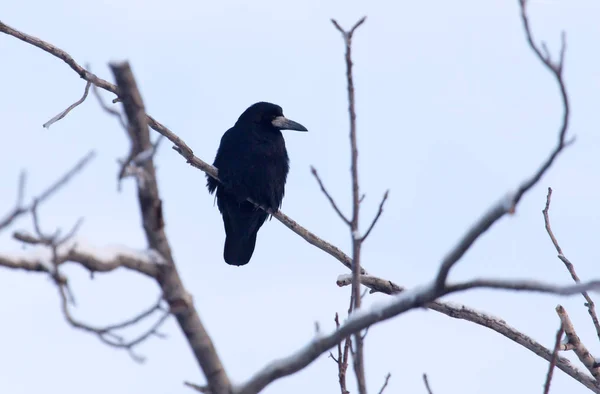 Corvo na árvore contra o céu azul — Fotografia de Stock