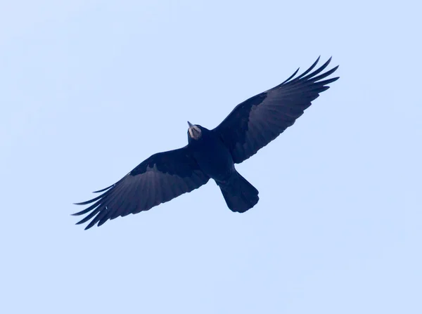 Raven v letu proti modré obloze — Stock fotografie