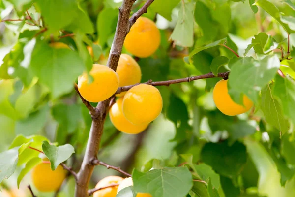 Rijp geel abrikoos op een boom — Stockfoto