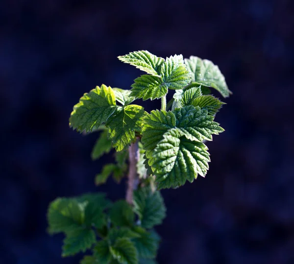 Young raspberry leaves in nature — Stock Photo, Image