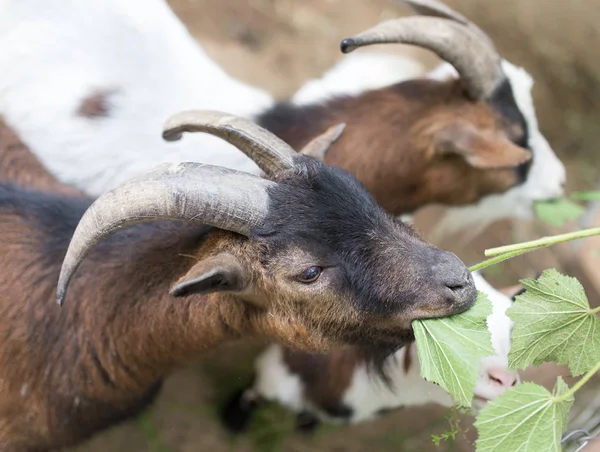Geit eten van gras in de natuur — Stockfoto