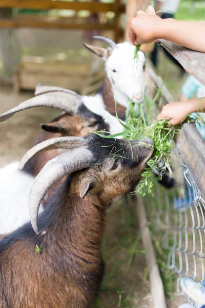 Koza jeść trawy z rękami — Zdjęcie stockowe