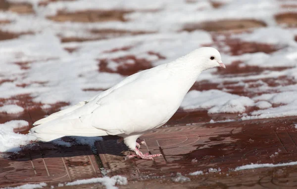 White dove in nature in winter — Stock Photo, Image