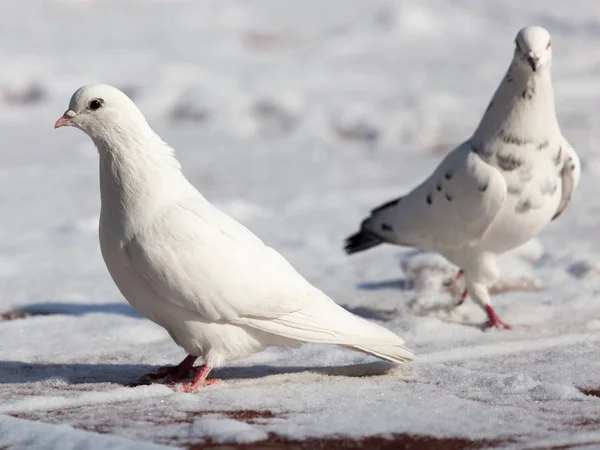 Pomba branca na natureza no inverno — Fotografia de Stock