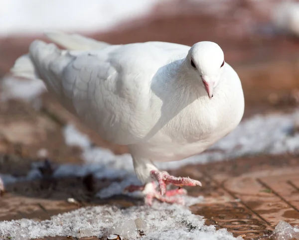 A természetben a tél fehér galamb — Stock Fotó