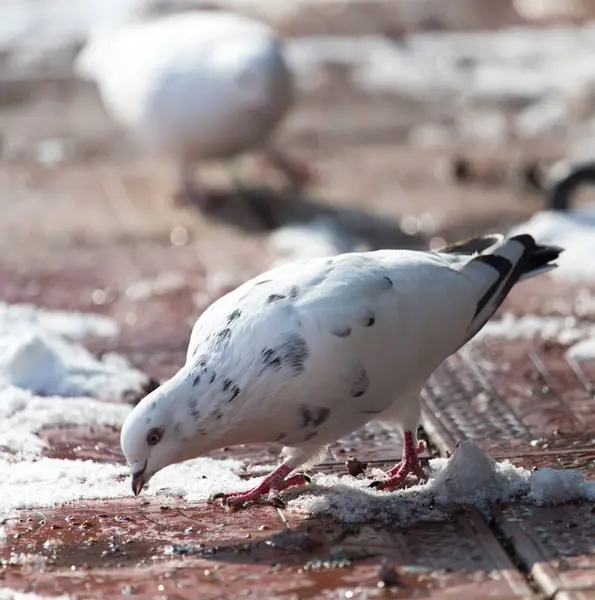 冬の自然の白鳩 — ストック写真