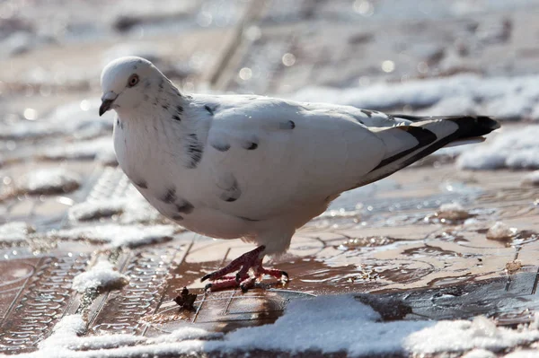 Weiße Taube im Winter in der Natur — Stockfoto