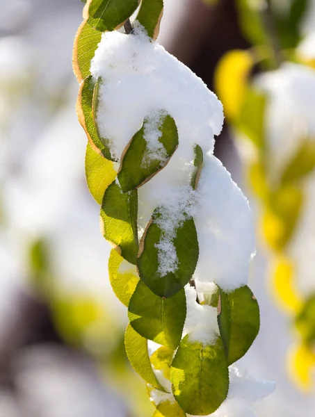 Leaves on a tree in winter — Stock Photo, Image