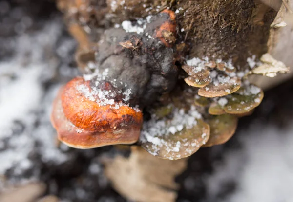 Funghi su un ceppo in inverno — Foto Stock