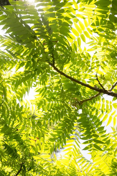 Green leaves on the tree in nature Royalty Free Stock Images