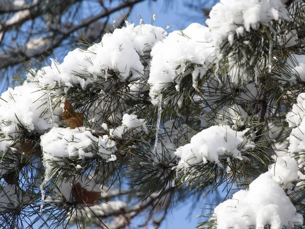 Pine in snow in winter — Stock Photo, Image