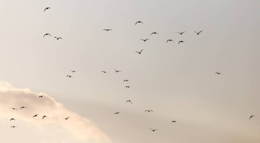 Gün batımında gökyüzünde bir martı sürüsü