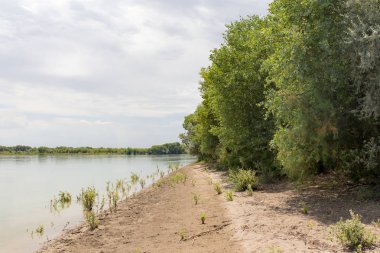 Güzel doğa Syr Darya nehrinde. Kazakistan