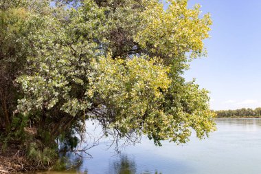 ağaçlar Syr Darya Nehri üzerinde. Kazakistan