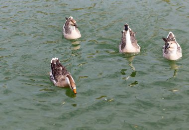 sonbaharda Gölde ördekler bir sürü