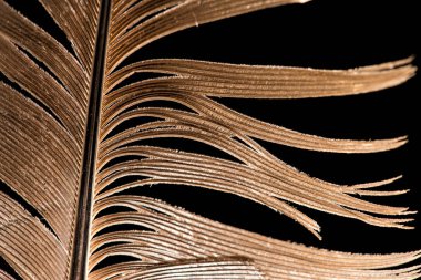 Siyah arkaplanda tüy